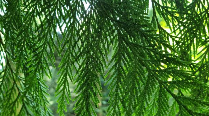 Regenerating Life and Love: The Environment