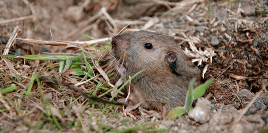 Image Credit: The National Wildlife Federation