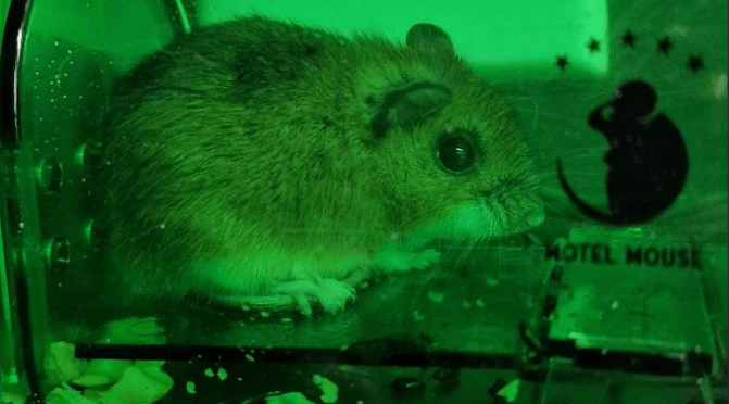 Basement Gardening by an Unlikely Friend