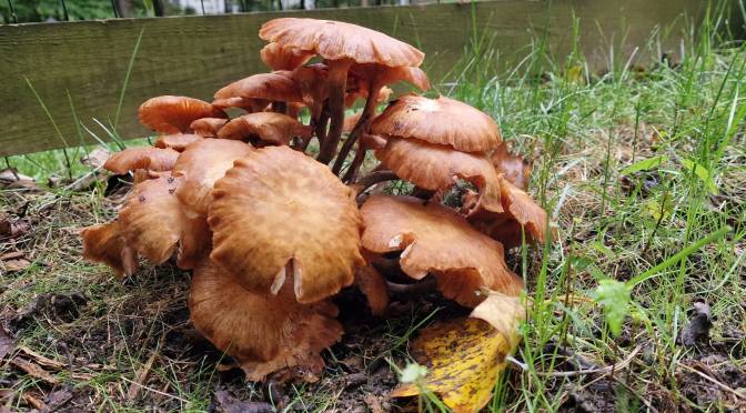 Regenerating Life and Love: The Animals (and Fungi)
