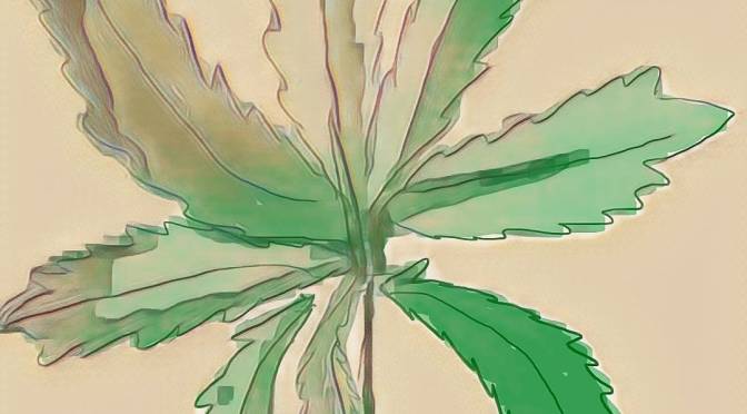 Let’s Hash Out the Ecology of Cannabis