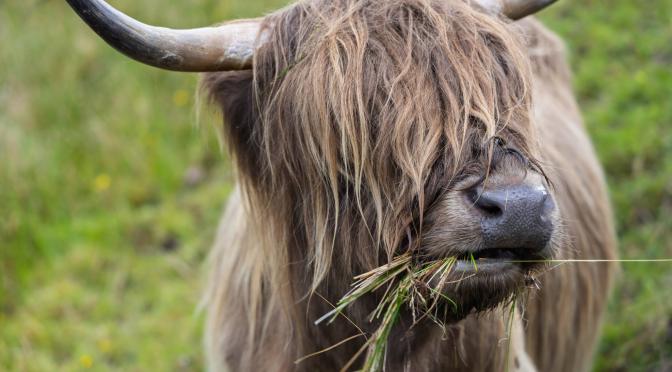 A Haggis Hiatus