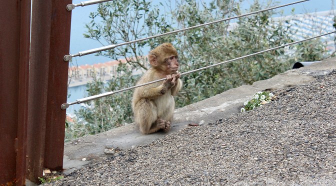Travel: A Giant Rock and a Mix of Cultures, but also Monkeys