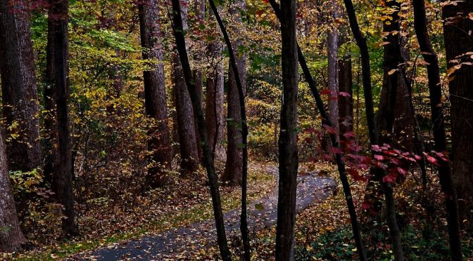 Dark Winter Walks