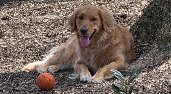Throw My Ball!
