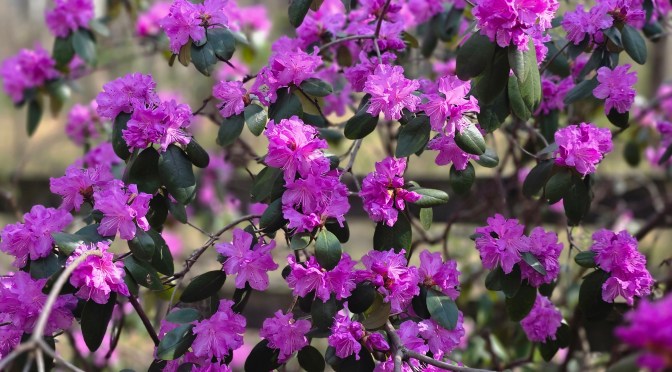 Two Pollinators