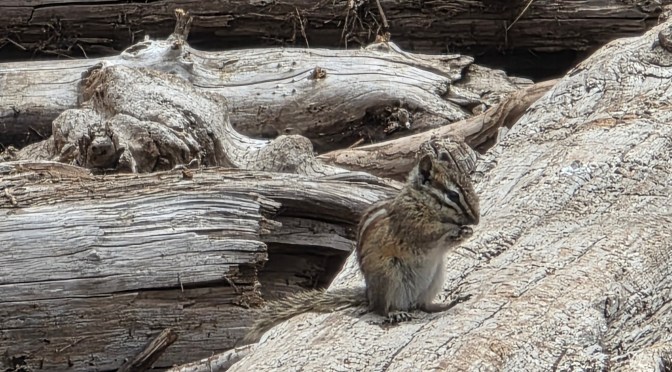 The Tree and the Chipmunk