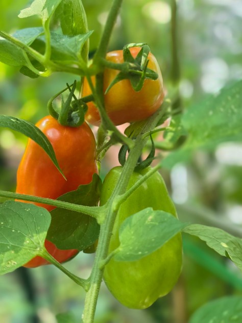 Revisiting ADHD and Nutrition Part 1
